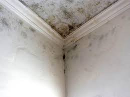 Best Black Mold Removal  in Myersville, MD